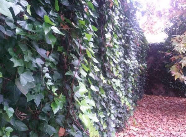 Hostal Ramon Y Cajal Valladolid Zewnętrze zdjęcie